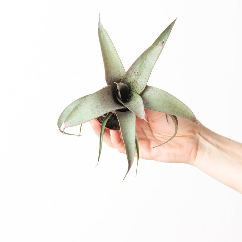Vriesea 'Saundersii' Plants GrowTropicals
