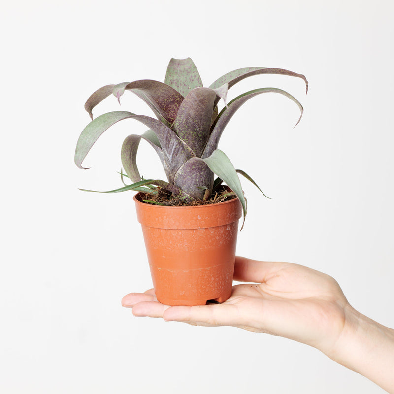 Vriesea 'Saundersii' Plants GrowTropicals