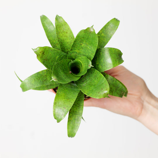 Vriesea sp. 'Green Fleck' Plants GrowTropicals