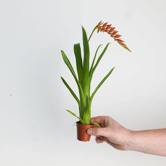 Racinea dyeriana | Tillandsia Plants GrowTropicals