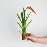 Racinea dyeriana | Tillandsia