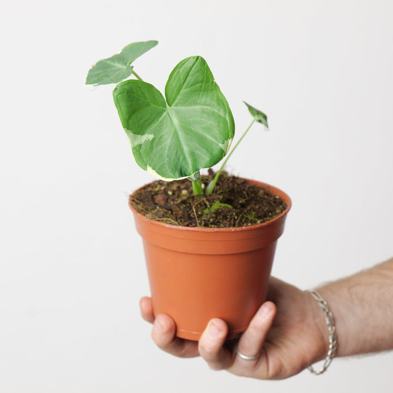 Xanthosoma 'Mickey Mouse' Plants GrowTropicals