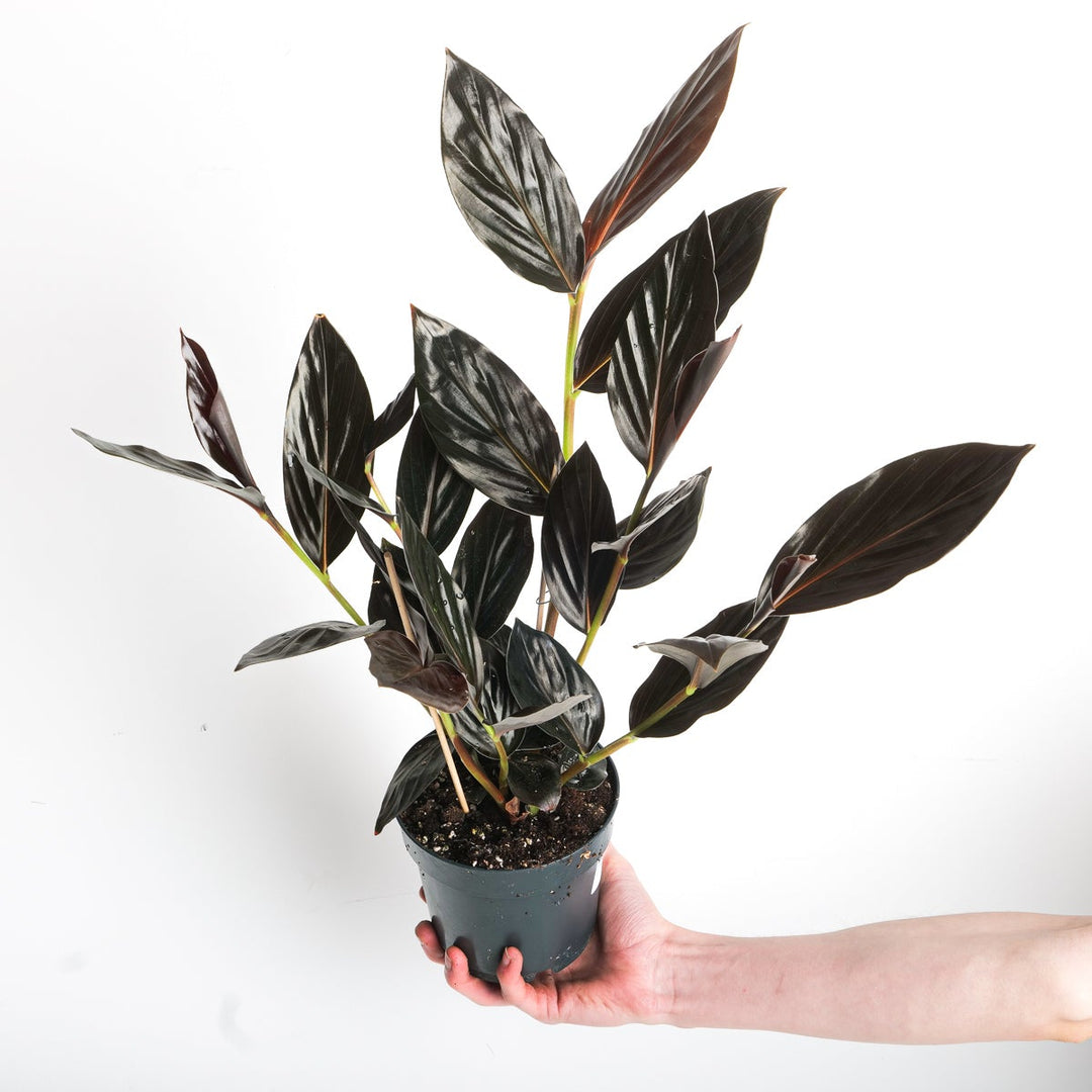 Zingiber malaysianum 'Chocolate' Plants GROW TROPICALS